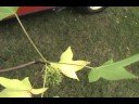 How to ID Liquidambar styraciflua