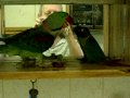 Alex feeds Pudge - Alexandrine Parakeet Green cheek conure