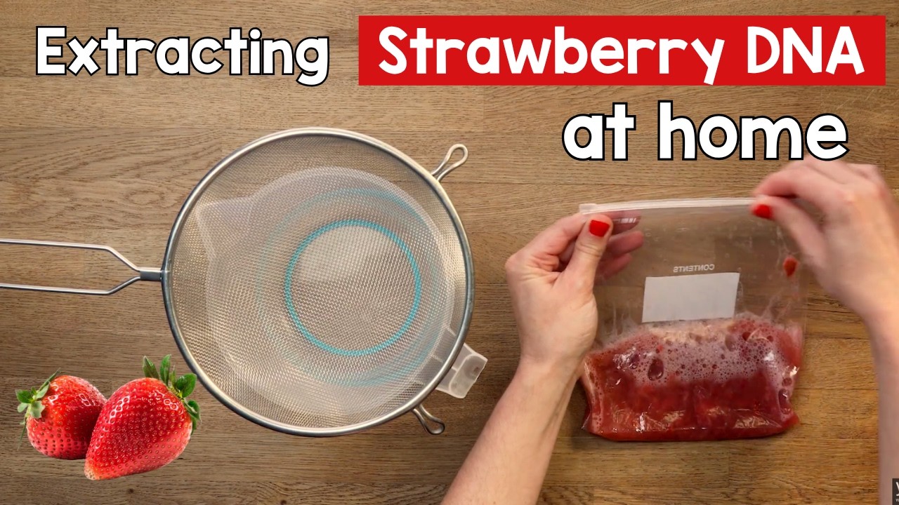 Extracting DNA from fruit