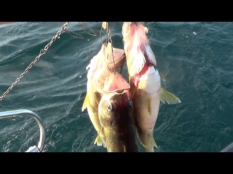 how to bleed out a catfish