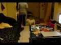 ΘΕΤΙΚΗ ΕΚΠΑΙΔΕΣΗ ΣΚΥΛΩΝ www.kozanidogs.gr -ΣΤΡΕΣ ΑΠΟΧΩΡΙΣΜΟΥ
