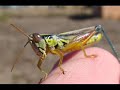 Muestra fotográfica de Animales Chilenos Muestra fotográfica de Animales Chilenos