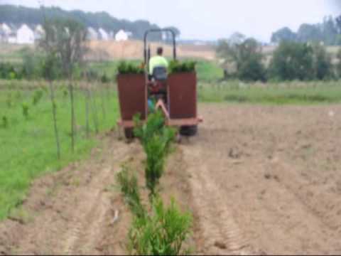 how to transplant mugo pine