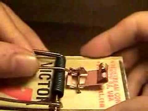how to set a mousetrap
