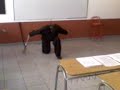 confu panda marrion