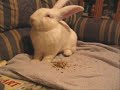 かわいい犬動画