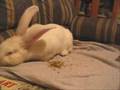 Big Bunny Rabbit...n Big Dog, share a snack! Aww cute :0)