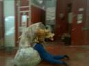 El churri toma 2 El churri toma 2