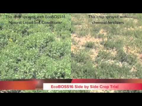 how to fertilize alfalfa