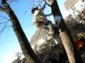 videos de Al Climbs  A Tree