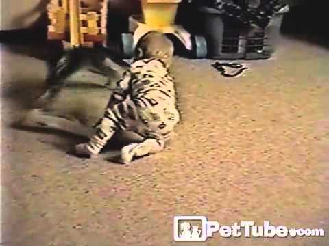 Видео 'Котенок и ребенок'