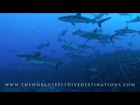 The World's Best Dive Destinations HD