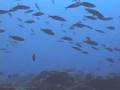 videos de Going Green 11