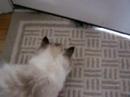 Me scaring my cat