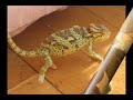 Kameleon-Chameleon