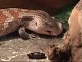 Bella the Blue Tongue Skink vs. Mouse