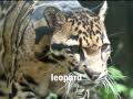 Rainforest Animals