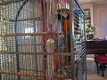 ARA ARARAUNA.GUACAMAYO.PAco.Parte 2 ARA ARARAUNA.GUACAMAYO.PAco.Parte 2