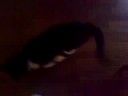 my Ungry cat talking cat  gatto bastardo  che rompe i coglio