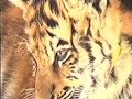sheba the tiger and dog sheba the tiger and dog