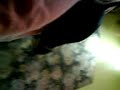 dory cn la mano peluda jaja
