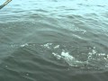 DSCN2958.MOV