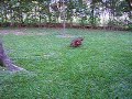 Teckel playing on the grass Teckel playing on the grass