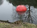 Drentsche Patrijshond vindt eng ding in het water