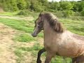 Beb@ - Canter - Raina Greece