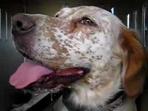 English Setter