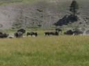 Buffalo herd Buffalo herd