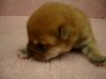 videos de 01/07 柴犬 Shiba -公幼犬號-日新犬舍