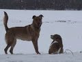 Bogey & Sasha