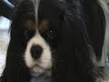 Beattie the cavalier king charles spaniel Beattie the cavalier king charles spaniel