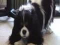 Cavalier King Charles Spaniel video