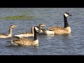 Natuurfotograaf Jan... :: 1080p Full HD