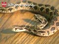 two headed snake