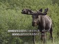 Moose (alces alces)