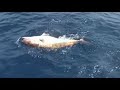 ???????????? Amberjack live bait ???????????? Amberjack live bait