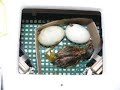 klujace si? kacz?tko-hatching ducklikng