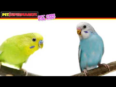 how to care budgies