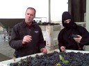 Harvest at Sokol Blosser