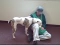 *ADOPTED* Nala A163204 Humane Society adopt *ADOPTED* Nala A163204 Humane Society adopt
