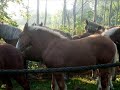 Chevaux à Saubusse Chevaux à Saubusse