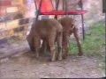 Eike mit Bandit und Bibo Eike mit Bandit und Bibo