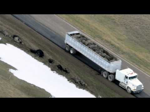 Blizzard press tour - Governor Dennis Daugaard and U.S. Senator John Thune flew over areas hard hit by a weekend snowstorm that killed thousands of animals. Some ranchers in weste...