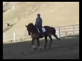 Dressage horse for sale, second level Dressage horse for sale, second level