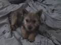 Norwich Terrier