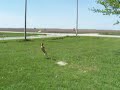 Tippie Frisbee Tippie Frisbee