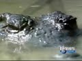 Matar ou Morrer - Crocodilo